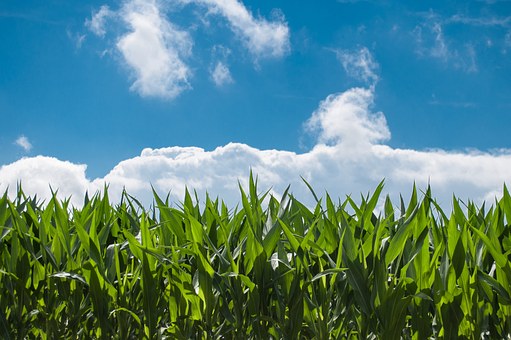 Project planning and farm development