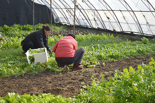 Value chain development for Indian farms