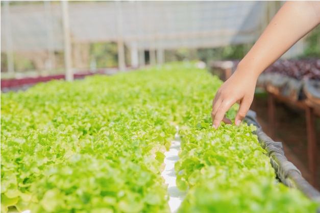 Hydroponic business development plan